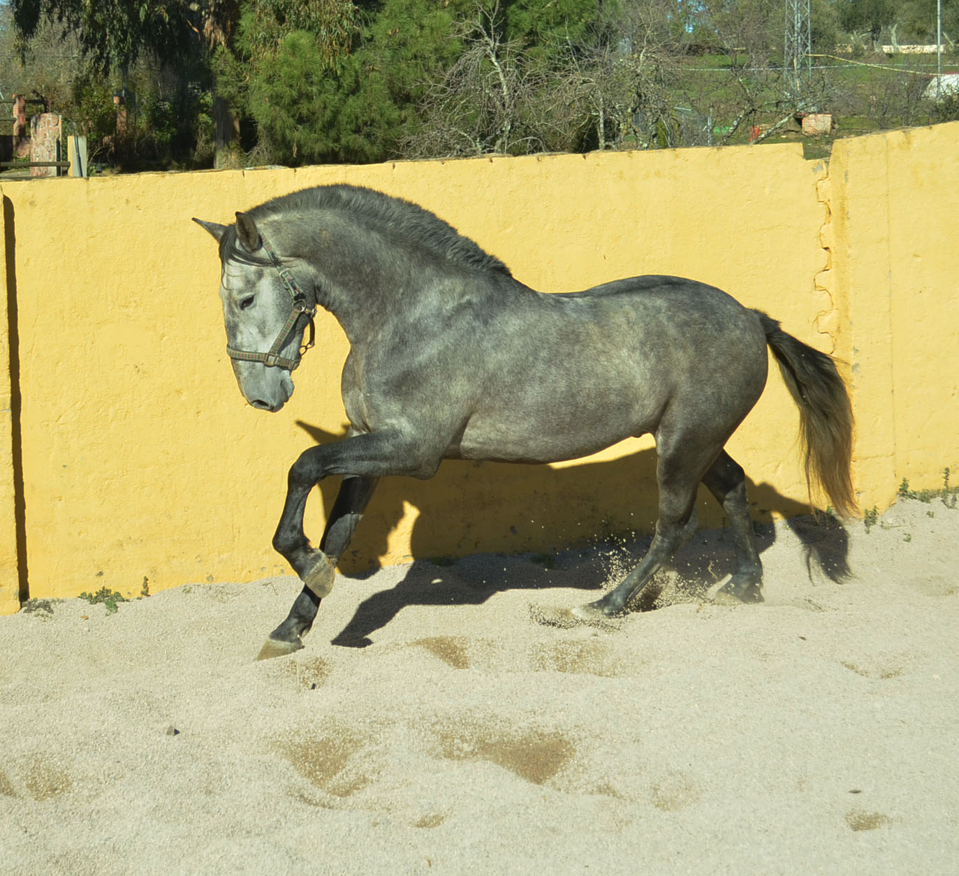 Listado de Potros en Venta